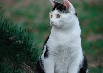 Merlin 260308-112315