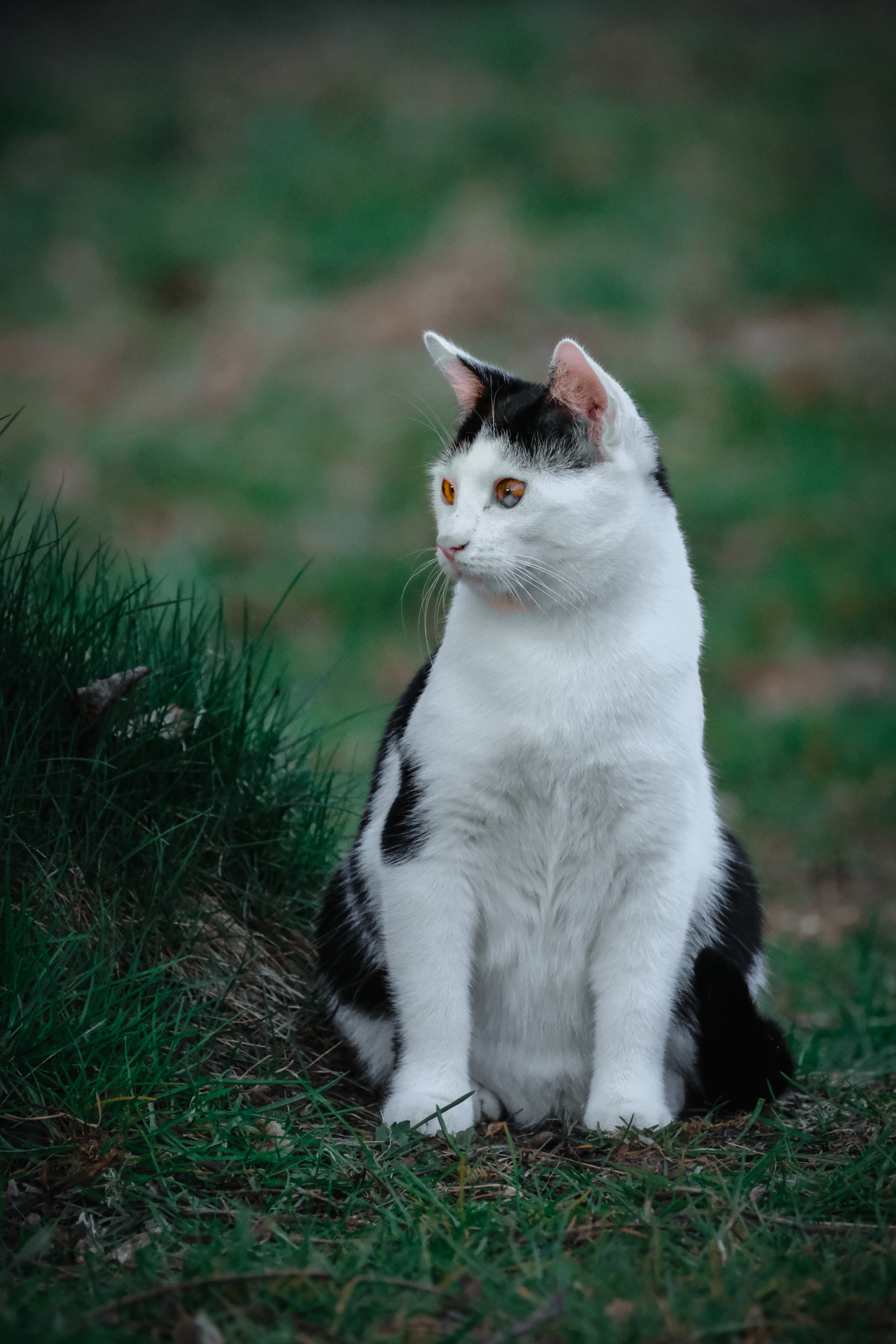 Merlin 260308-112315