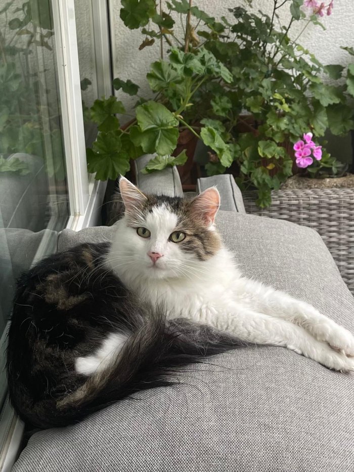 Merlin 251021-045451