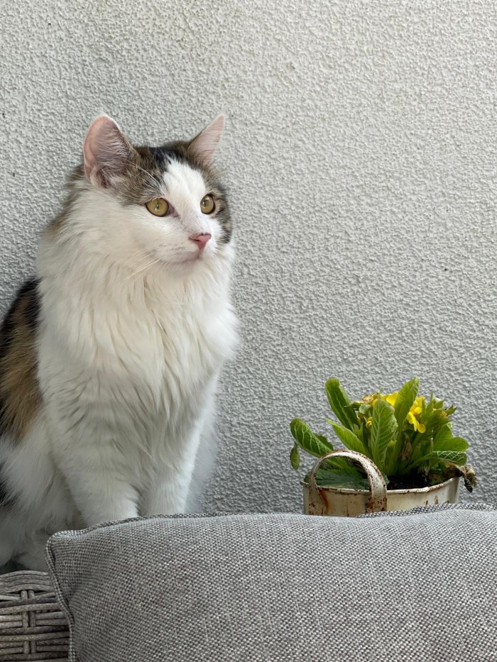 Merlin 251021-045451