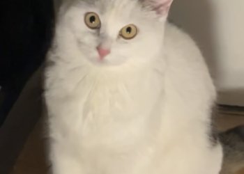 Michu 250421-204724
