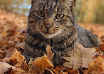 Mickey 260419-211353