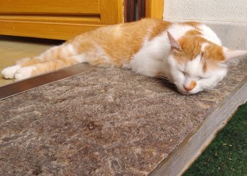 Miezerl 251105-123528