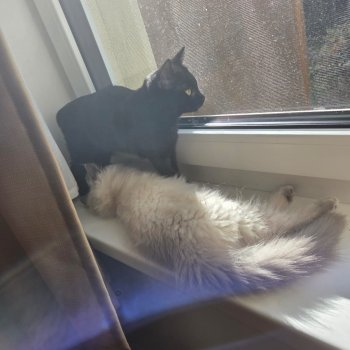 Millie 251029-092736