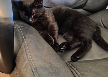 Millie 251029-092736