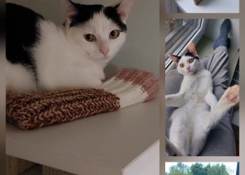 Milo 250713-171409