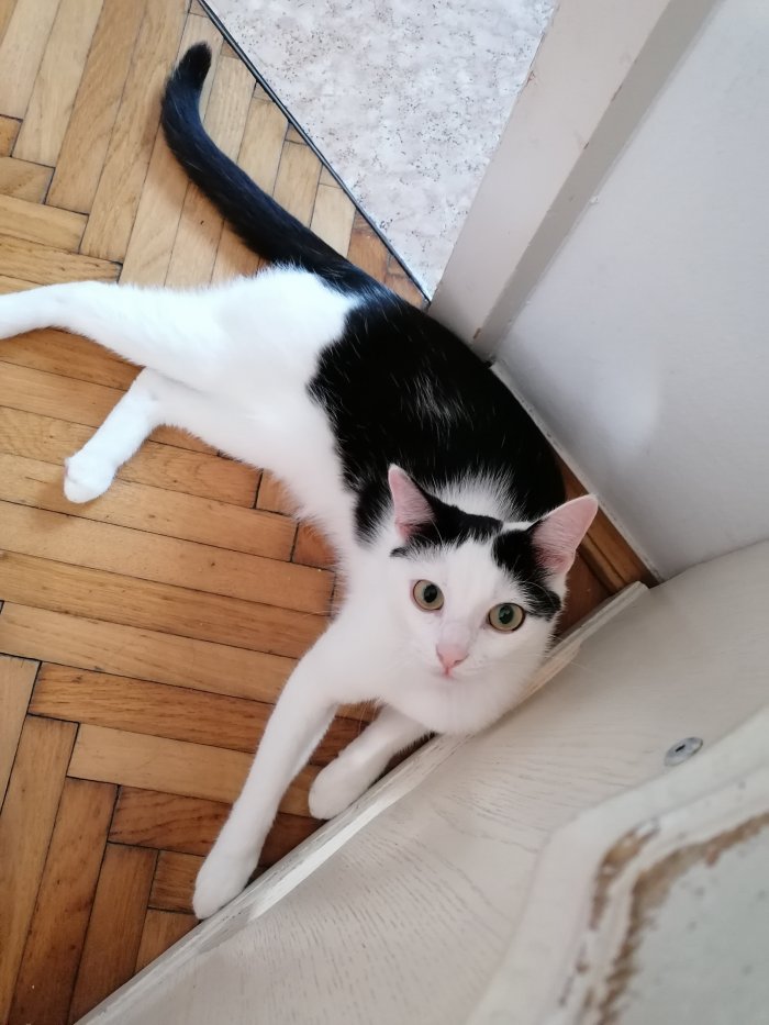 Milo 250713-171409