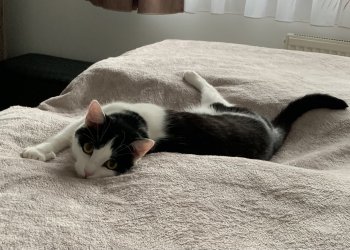 Milo 250412-233734