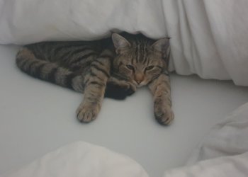 Milo 250601-004328