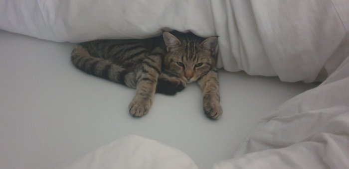 Milo 250601-004328