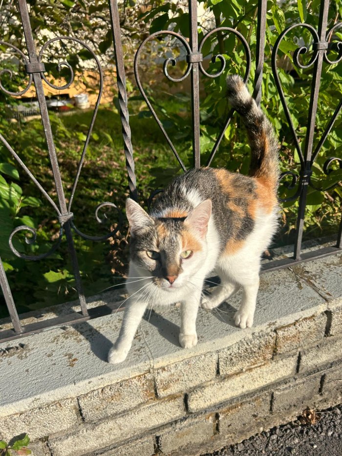 Mimi 250531-210335