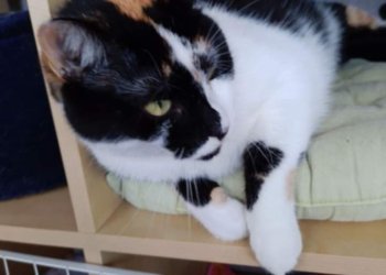 Minou 250514-171259