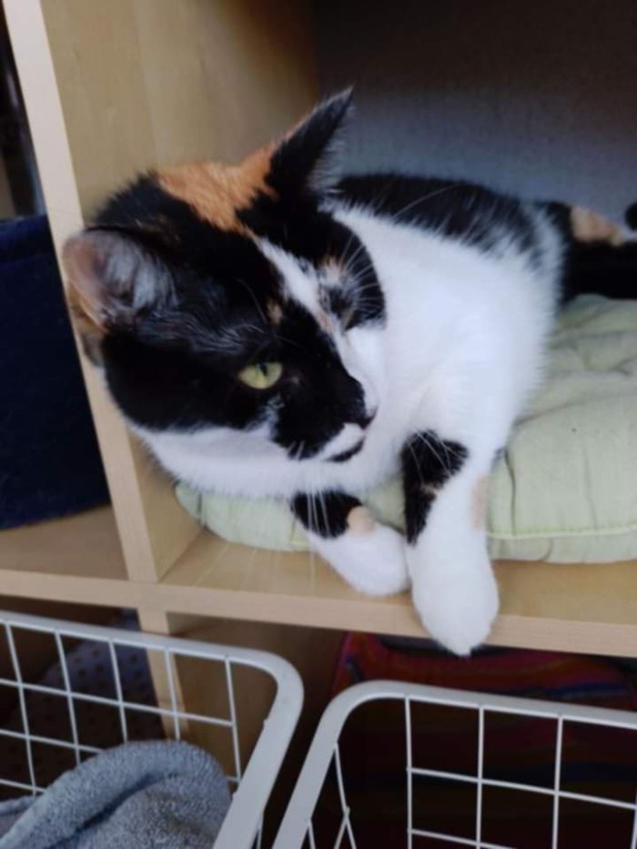 Minou 250514-171259