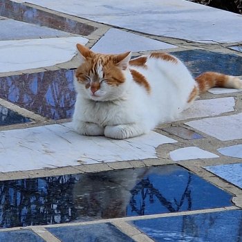 Mister Hobbes 260524-135834