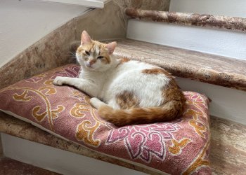 Mister Hobbes 260524-135834