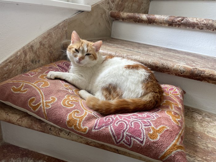 Mister Hobbes 260524-135834