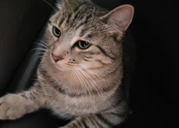Mitzi 251016-092658