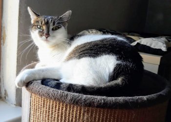 Molli  260307-205458