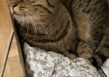 Mooncake  260327-102355