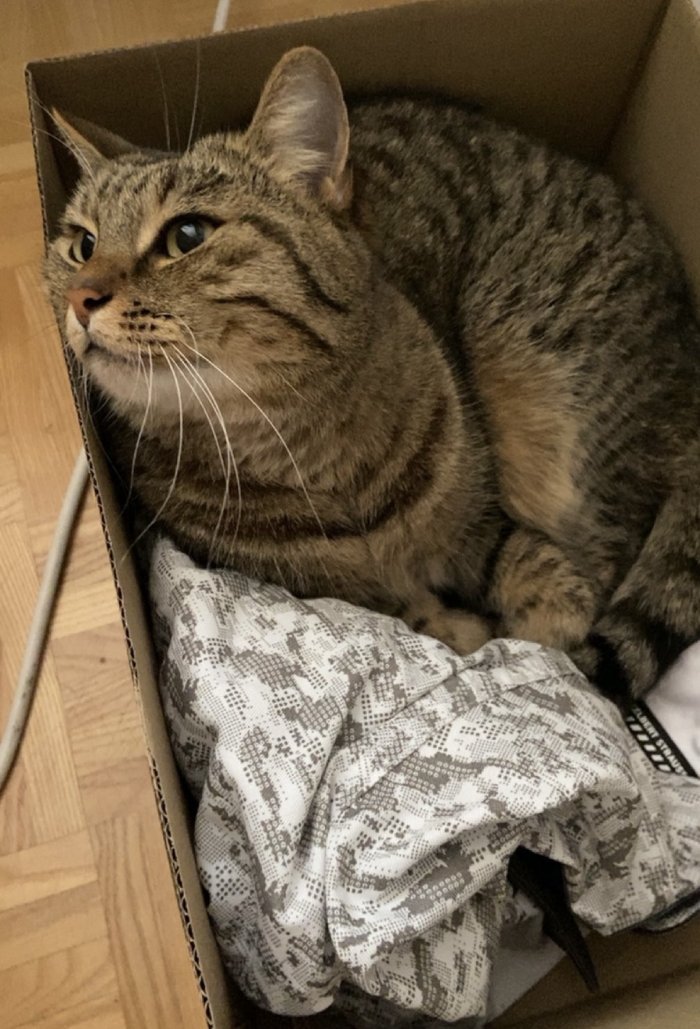 Mooncake  260327-102355