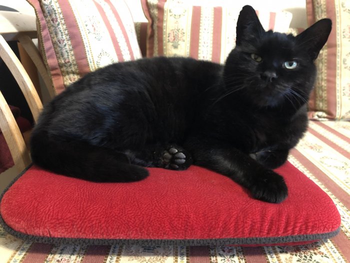 Morris 251006-165608