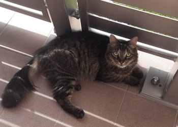 Mr. GRUMPY 250609-162403