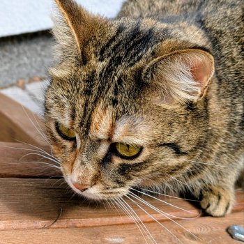 Muffin und Shadow  250815-180626