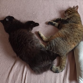 Muffin und Shadow  250815-180626