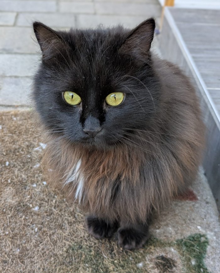 Muffin und Shadow  250815-180626