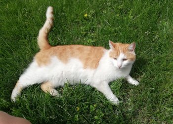 "Muzerl" oder Richie 260415-221703