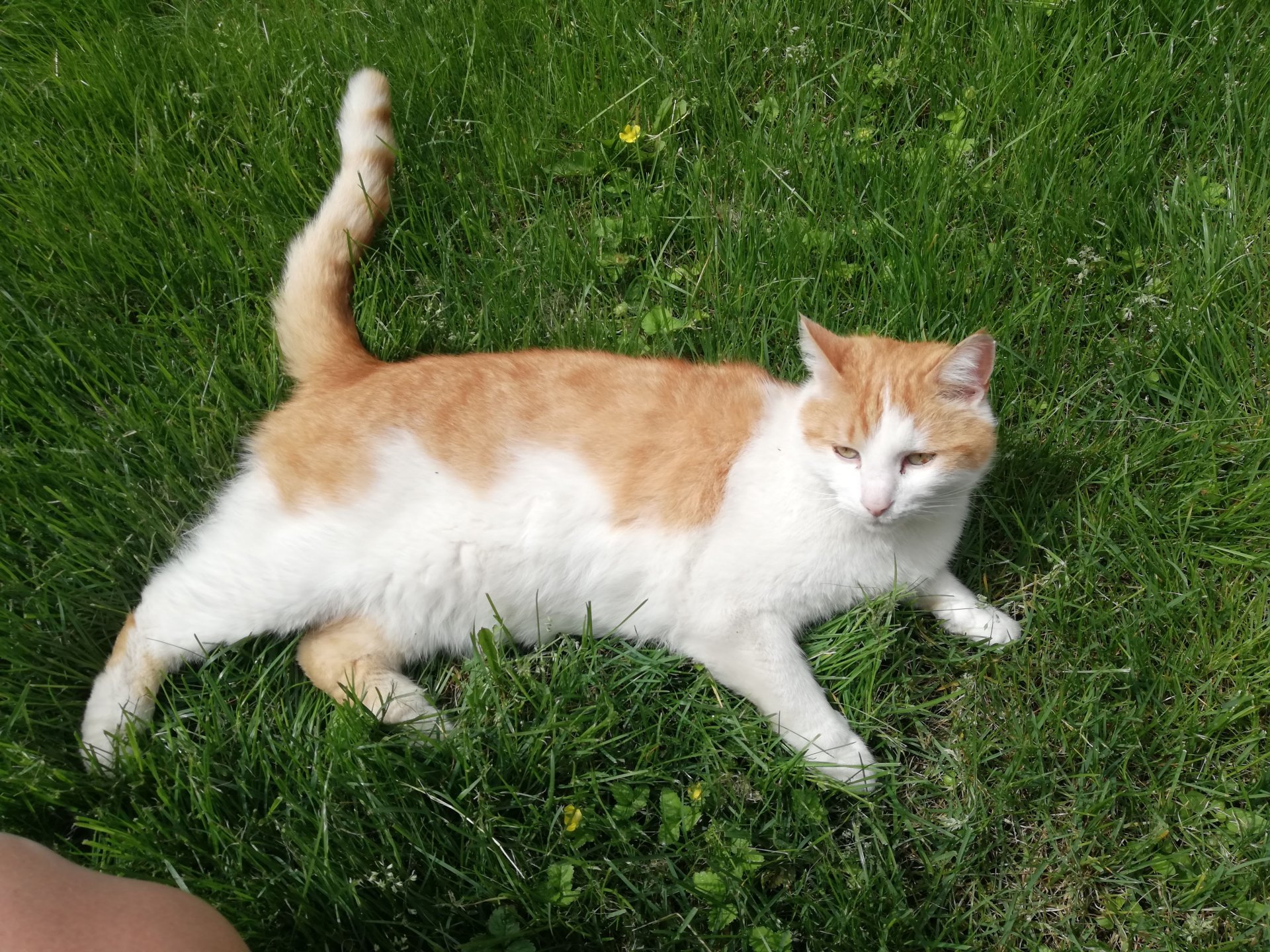 "Muzerl" oder Richie 260415-221703