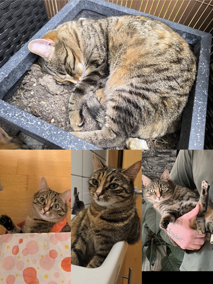 Nala 250717-195119