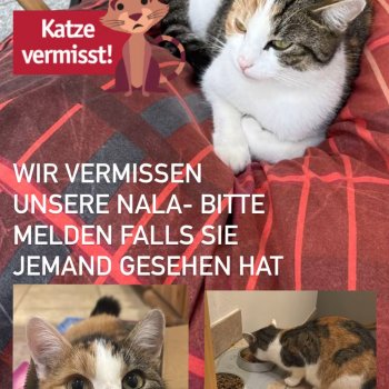 Nala 250915-131801