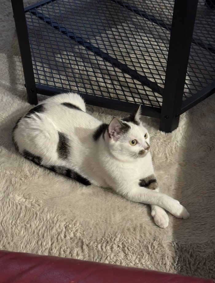 Nala 260508-221634