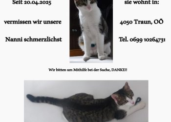 Nanni 250424-125705