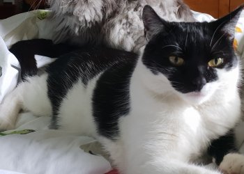 Nellie 250817-152708