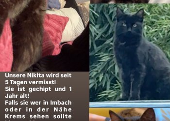 Nikita  260115-151935