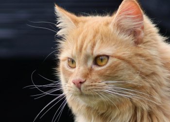 Norris 260412-222355