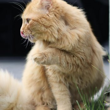 Norris 260412-222355