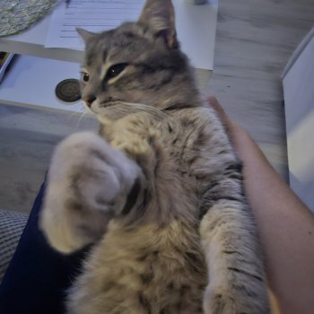 Oblix(obelix) 260322-130845