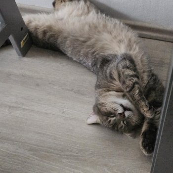 Oblix(obelix) 260322-130845