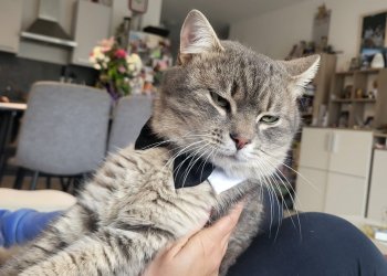 Oblix(obelix) 260322-130845