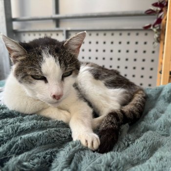 Ofelia 251009-205240