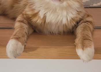 Oscar 250823-112245