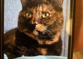 Pandora „Pandi“ 251004-000735
