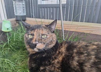 Pandora/Pandi 250827-184959
