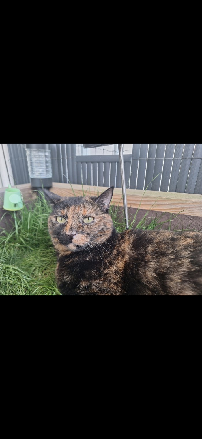 Pandora/Pandi 250827-184959