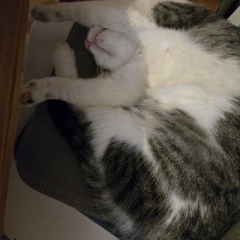 Partisan (Parti) 260417-235346