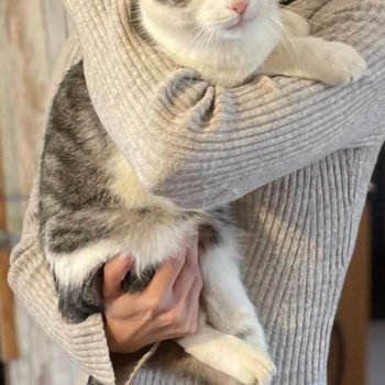 Partisan (Parti) 260417-235346