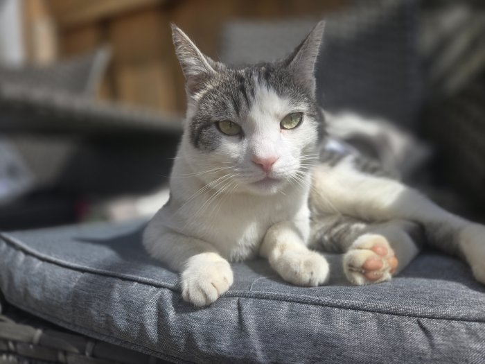 Partisan (Parti) 260417-235346